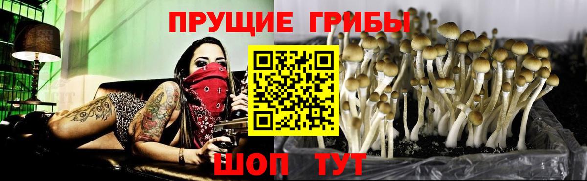 Галлюциногенные грибы Cubensis  Вход с VPN  сколько стоит  Псилоцибиновые грибы Psilocybine cubensis  Тимашёвск 